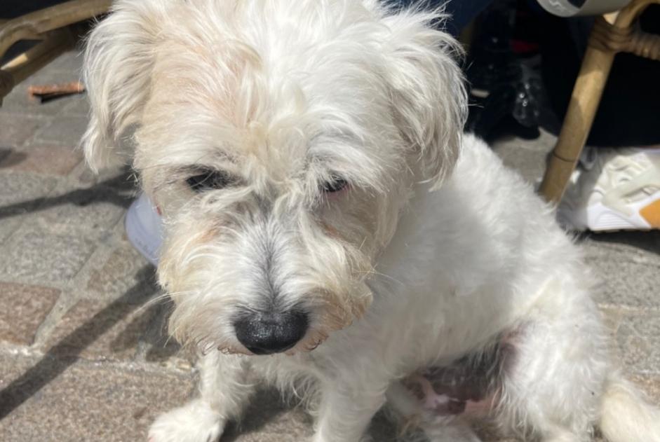 Avviso Ritrovamento Cane  Maschio Ouistreham Francia