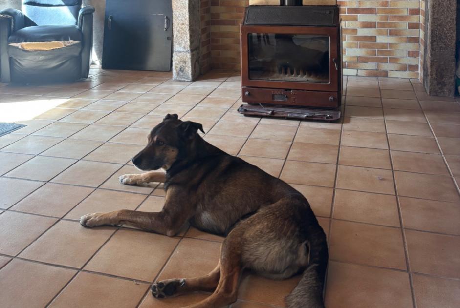 Verdwijningsalarm Hond rassenvermenging Mannetje , 10 jaar Verson Frankrijk Verdwijningsalarm Hond rassenvermenging Mannetje , 10 jaar Verson Frankrijk