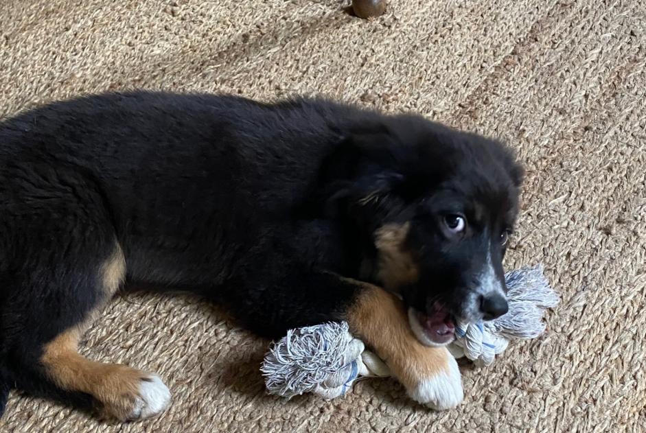 Ontdekkingsalarm Hond Vrouwtje Vendes Frankrijk Ontdekkingsalarm Hond Vrouwtje Vendes Frankrijk