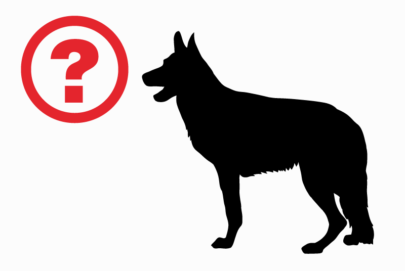 Alerte Découverte Chien Inconnu Banville France